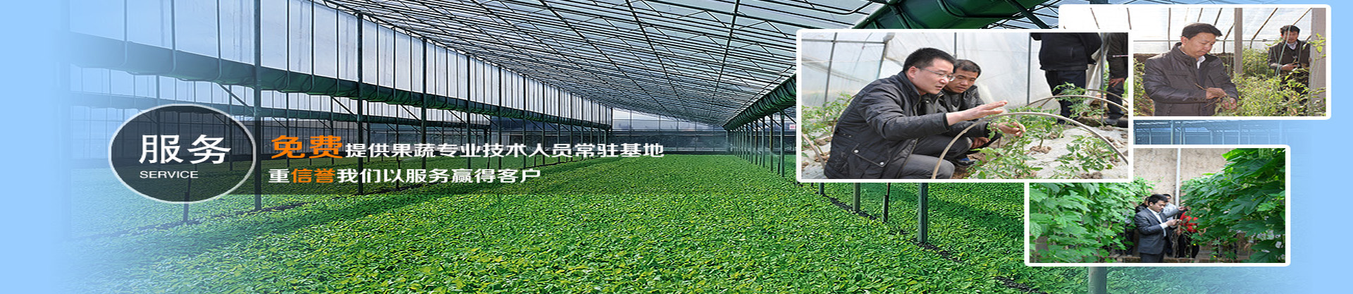 大棚蔬菜種植技術培訓師資力量