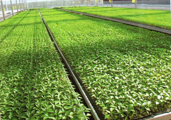 連棟溫室內的工廠化育苗