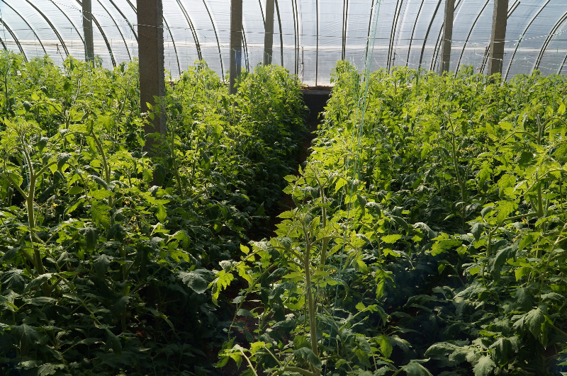 土墻體日光溫室內的番茄