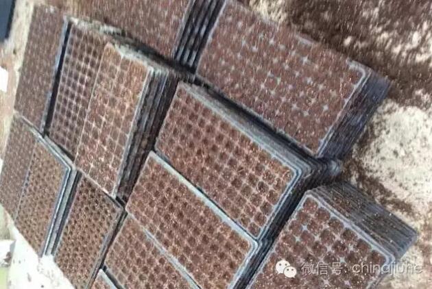 放好基質的穴盤  