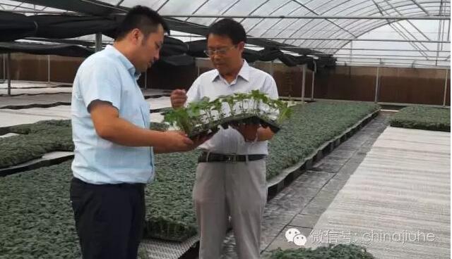 穴盤育苗教學
