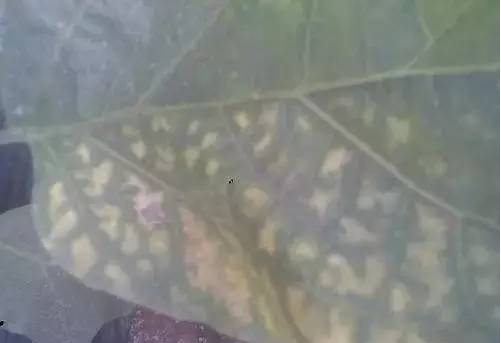 茄子葉子上嚴重的白點