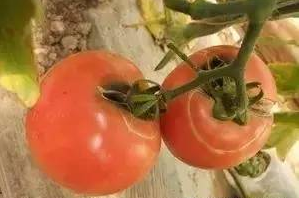 西紅柿環裂果