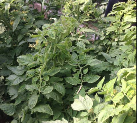 番茄病毒病——植株